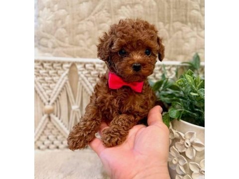 Secereli anne babadan %100 orijinal red toy poodle