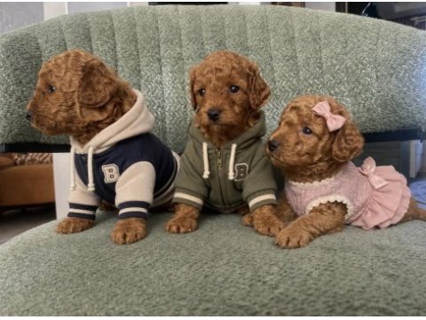 Safkan red brown toy poodle yavrular