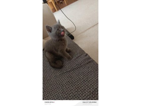 Erkek british shorthair