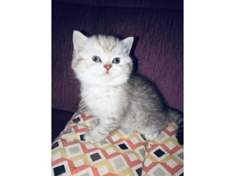 Scottish fold ve british
