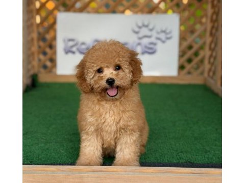 Toy poodle bebek köpekler referans yavru