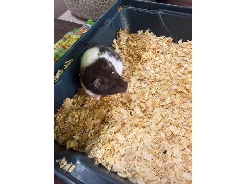 Ücretsiz 2 adet hamster