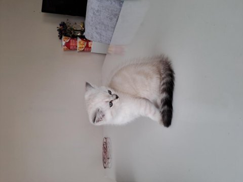 Scottish fold bluepoint