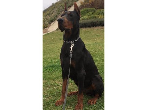 A secere safkan doberman yavrular