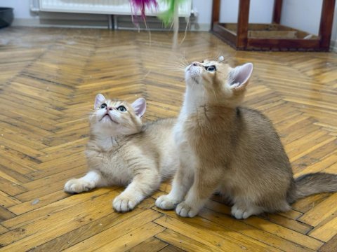 Özel kan hattı british shorthair golden (ny11 & ny25)