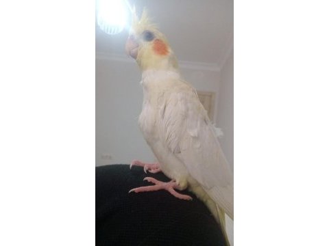 Lutino kırmızı göz sultan papağanı