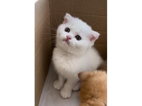 Scottish fold 2 aylık yavru kedimiz