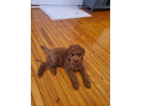 Toy poodle yavru