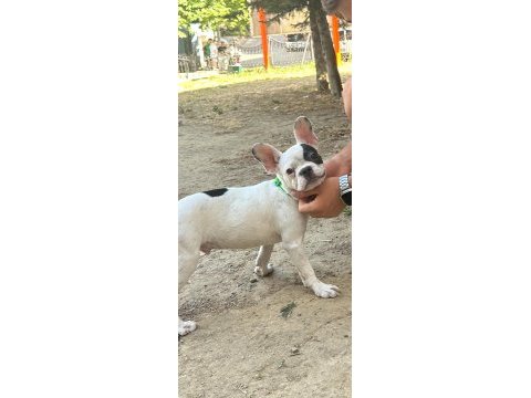 Fransız bulldog