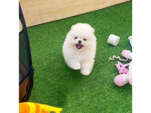 Özel pomeranian yavruları