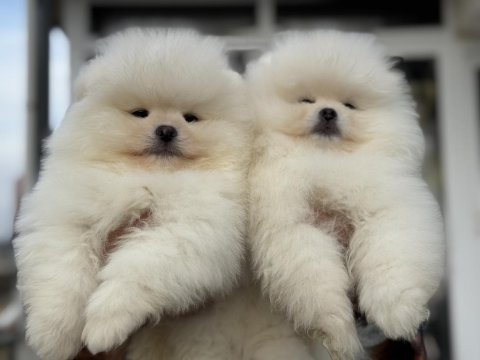 Petmode köpek çiftliğinde ziyarete açık pomeranian
