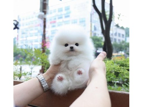 Orjinal pomeranian boo yavrularımız