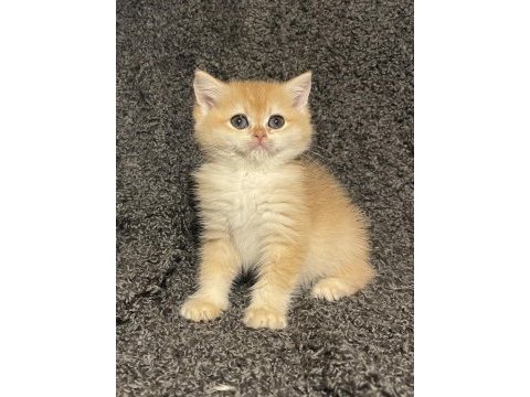 Anne baba şecereli safkan golden ny12 british shorthair