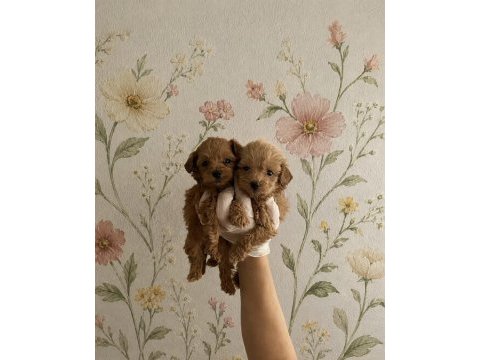Orijinal ev üretimi gerçek teacup maltipoo