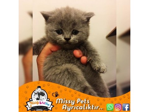 British shorthair blue