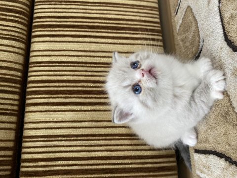 Minik yavrularımıza yuva arıyoruz british shorthair