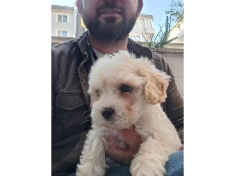 Maltipoo erkek