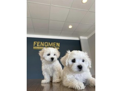 Maltese terrier yavruları magazamızda canlı görün