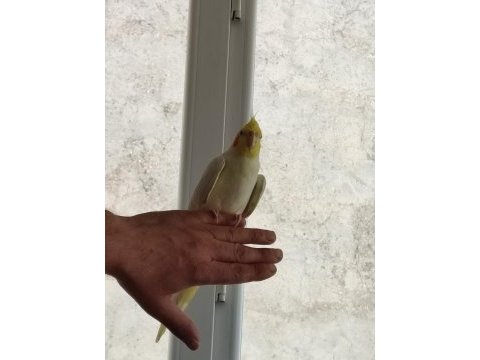 4 aylık sultan papağanı lutino kırmızı göz