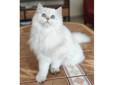 Ev ortamında büyüdü british longhair