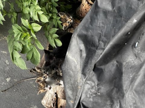 Dört tane bebek kediye yuva arıyoruz