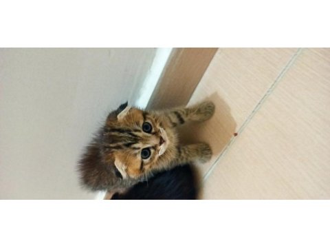 Scottish fold 1.5 aylık