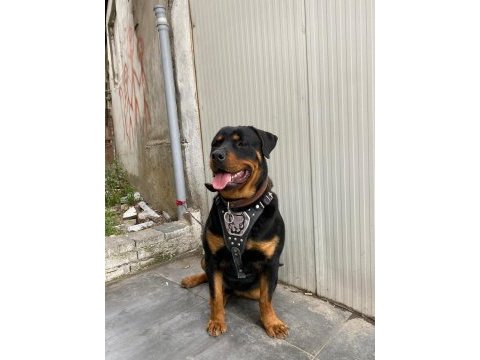 1 yaşında rottweiler nacar arex