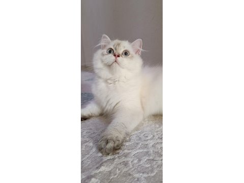Full şecereli 4 aylık british longhair