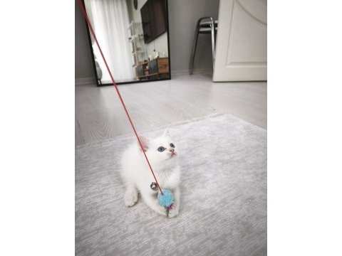 45 günlük eğitimli scottish fold