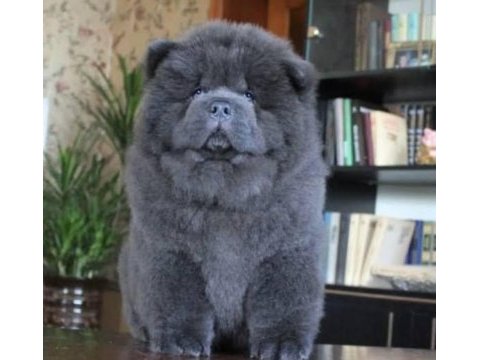 Blue chow chow yavruları