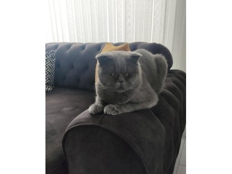 Ücretsiz sahiplendirme scottish fold