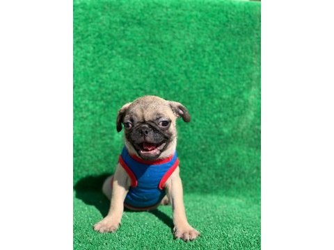 Safkan orjinal dişi ve erkek pug mops yavrular