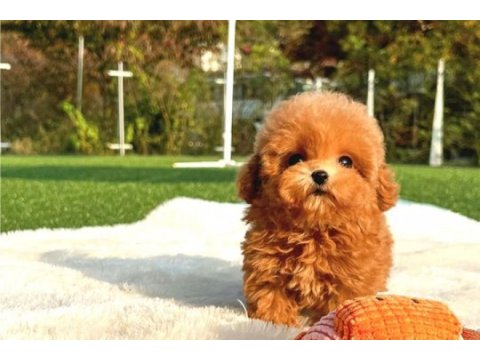 Korean toy poodle yavrularım