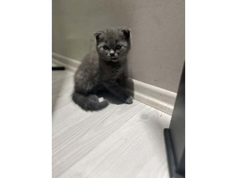 Sağlıklı british shorthair kediler