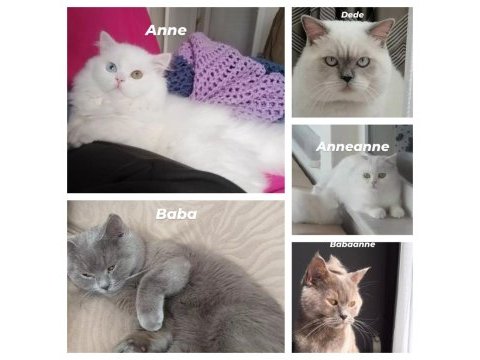 Bursa içi british longhair yavrular