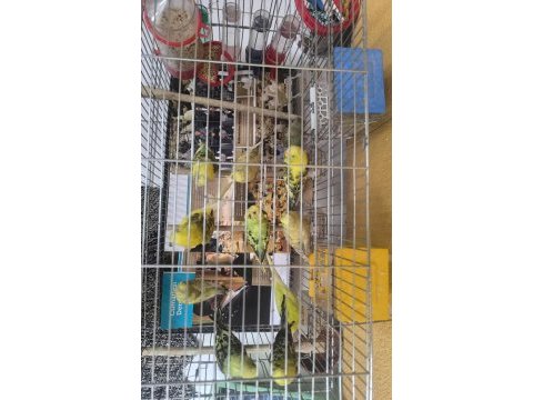 3 aylık yavru muhabbet kuşları