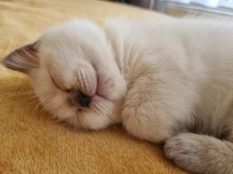 British blue point