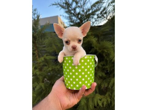 Oyuncak gibi mini boy wc eğitimli chihuahua