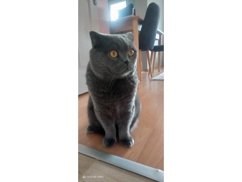 Scottish fold badem yuvasını arıyor