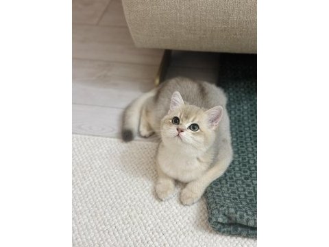 British shorthair kedisi