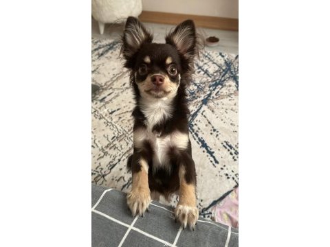 Çok tatlı oyuncu bir bebek sağlıklı aşıları tam şivava