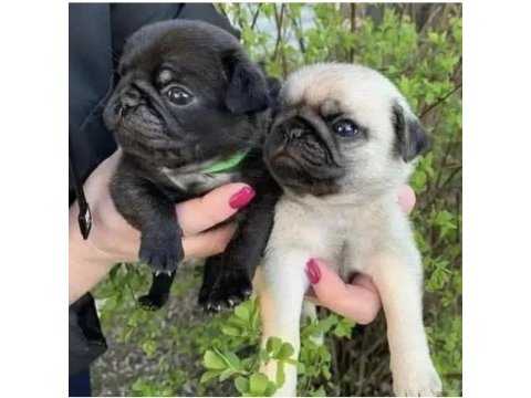 Pug yavruları son iki indirimli fırsat