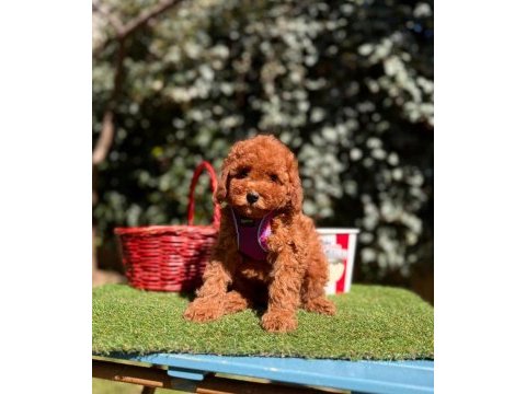 Safkan toy poodle yavrularımız