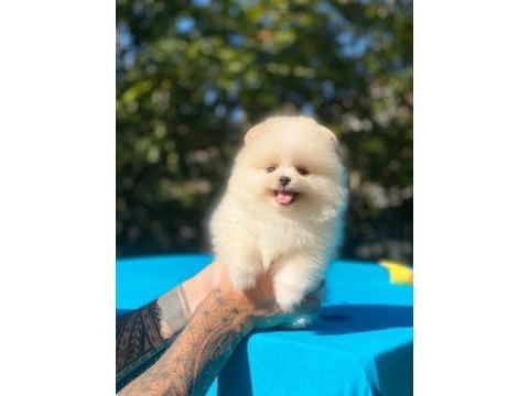 Pomeranian boo yavrular