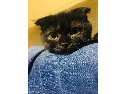 Scottish fold kedimiz