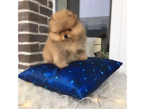 Pomeranian boo yavruları