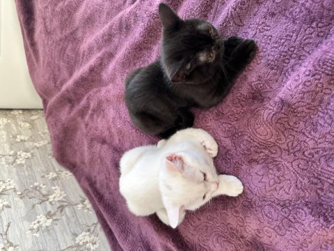 British shorthair kardeşler