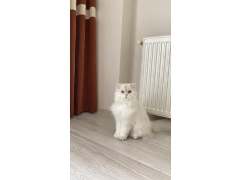3 yaşında kedimizi sahiplendirme