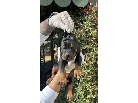Şeceresiz black tan 30 günlük özel doberman yavrusu