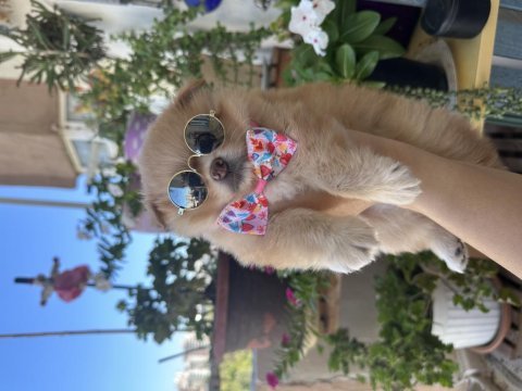 1 aylık pomeranian dişi yavru